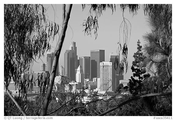 Downtown skyline seen through trees. Los Angeles, California, USA (black and white)
