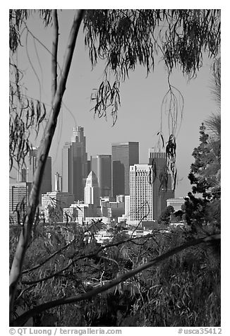 Skyline through trees. Los Angeles, California, USA (black and white)