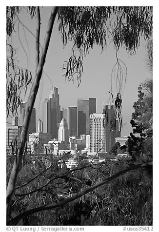 Skyline through trees. Los Angeles, California, USA