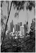 Skyline through trees. Los Angeles, California, USA (black and white)