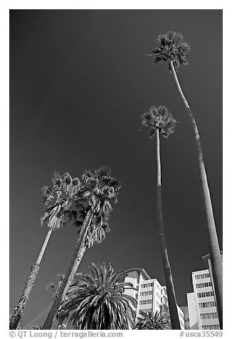 Palm trees and hotels. Santa Monica, Los Angeles, California, USA (black and white)