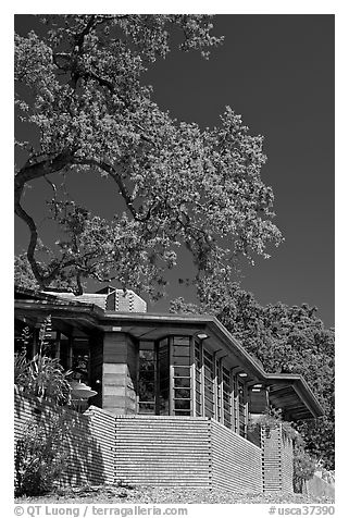 House with tree growing from within, Hanna House, Frank Lloyd Wright architect. Stanford University, California, USA (black and white)