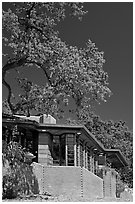 House with tree growing from within, Hanna House, Frank Lloyd Wright architect. Stanford University, California, USA (black and white)