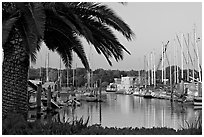 Palm tree and marina. Redwood City,  California, USA (black and white)