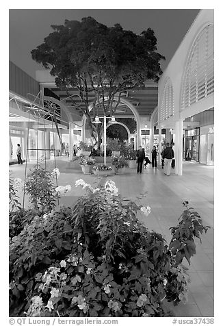 Vegetation and stores in main alley of Stanford Mall at night. Stanford University, California, USA (black and white)