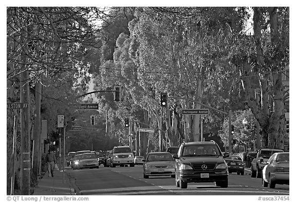 El Camino Real bordered by Eucalyptus trees. Burlingame,  California, USA