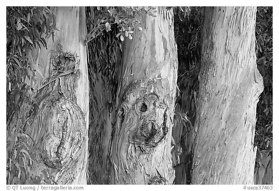 Three Eucalyptus tree trunks. Burlingame,  California, USA (black and white)