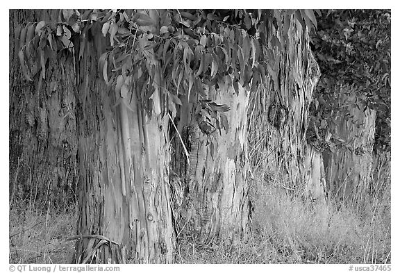 Trunks and leaves of Eucalyptus trees. Burlingame,  California, USA