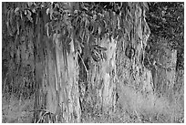 Trunks and leaves of Eucalyptus trees. Burlingame,  California, USA (black and white)