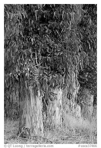 Base of Eucalyptus trees. Burlingame,  California, USA (black and white)