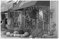 Storefronts decorated with large pumpkins. Half Moon Bay, California, USA (black and white)