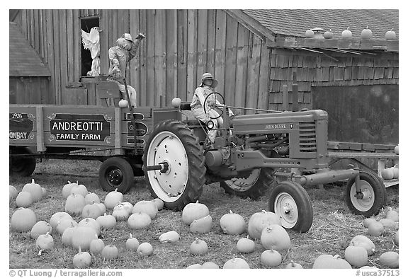 Green tractor, pumpkins, figures, and barn. Half Moon Bay, California, USA (black and white)