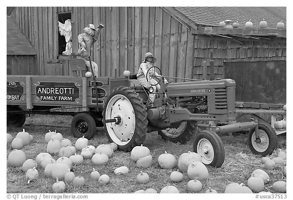 Green tractor, pumpkins, figures, and barn. Half Moon Bay, California, USA