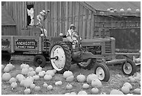 Green tractor, pumpkins, figures, and barn. Half Moon Bay, California, USA (black and white)