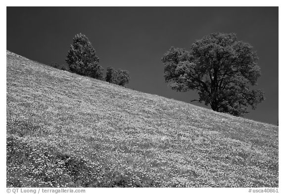 Poppies and Oak trees on hillside. El Portal, California, USA