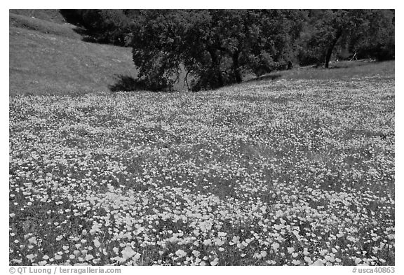 Slope with spring poppies. El Portal, California, USA (black and white)