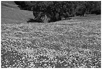 Slope with spring poppies. El Portal, California, USA (black and white)