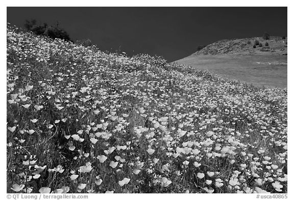 Sierra foothills covered with poppies and lupine. El Portal, California, USA (black and white)