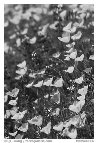 Poppies and lupine. El Portal, California, USA (black and white)