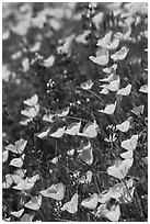 Poppies and lupine. El Portal, California, USA (black and white)