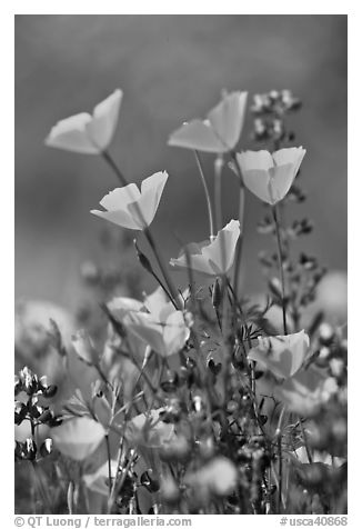 Close-up of California poppies and lupines. El Portal, California, USA (black and white)