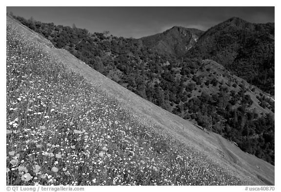 Poppies, popcorn flowers, and lupine on slope. El Portal, California, USA (black and white)