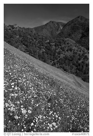 Wildflower blanket and Sierra foothills. El Portal, California, USA (black and white)