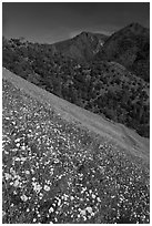 Wildflower blanket and Sierra foothills. El Portal, California, USA (black and white)