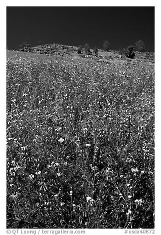 Lupine and hill. El Portal, California, USA (black and white)