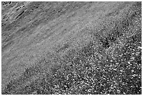 Slope covered with filed of spring wildflowers. El Portal, California, USA (black and white)