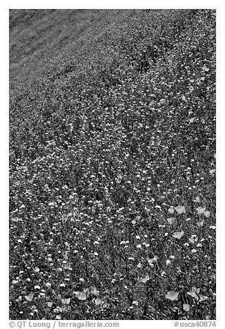 Multicolored spring flowers on slope. El Portal, California, USA (black and white)