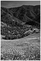 El Portal below fields of wildflowers. El Portal, California, USA (black and white)