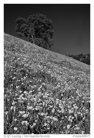 Carpet of poppies and oak tree. El Portal, California, USA