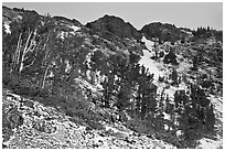 Trees and peaks with fresh snow. California, USA ( black and white)