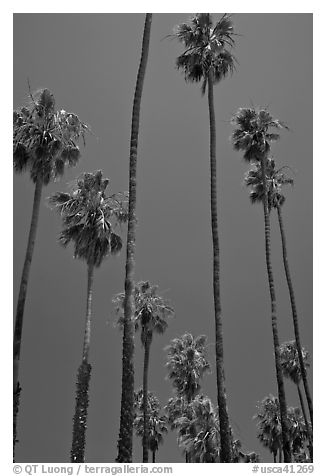 Tall palm tres against blue sky. Santa Barbara, California, USA (black and white)