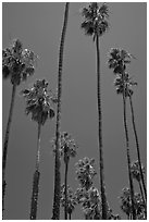 Tall palm tres against blue sky. Santa Barbara, California, USA (black and white)