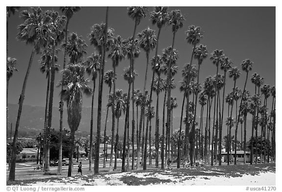 Beachfront and tall palm trees. Santa Barbara, California, USA (black and white)