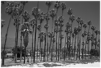 Beachfront and tall palm trees. Santa Barbara, California, USA ( black and white)