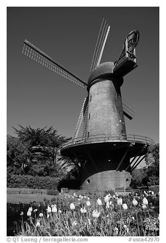 Tulips and Historic Dutch Windmill, Golden Gate Park. San Francisco, California, USA (black and white)