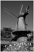 Tulips and Historic Dutch Windmill, Golden Gate Park. San Francisco, California, USA (black and white)