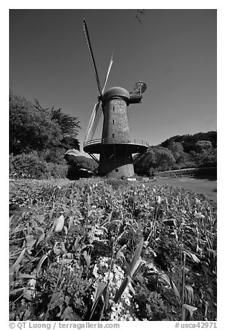 Spring flowers and old windmill, Golden Gate Park. San Francisco, California, USA (black and white)