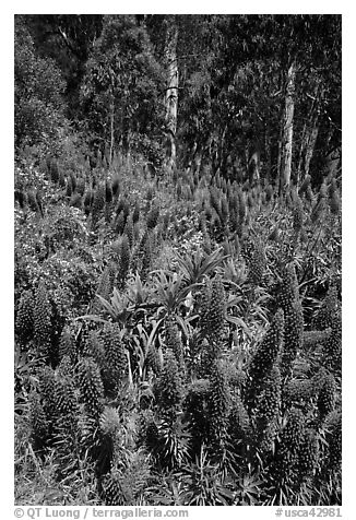 Pride of Madera flowers and eucalyptus trees, Golden Gate Park. San Francisco, California, USA (black and white)