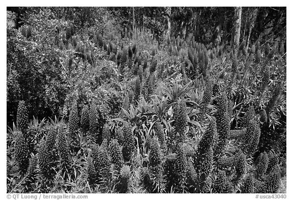 Pride of Madera flower (Echium sp.) and Eucalyptus grove, Golden Gate Park. San Francisco, California, USA (black and white)