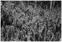 Pride of Madera flower (Echium sp.) and Eucalyptus grove, Golden Gate Park. San Francisco, California, USA ( black and white)