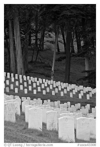 Headsones and forest, San Francisco National Cemetery, Presidio. San Francisco, California, USA