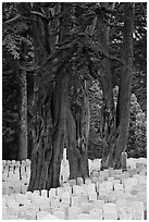 Gravestones and trees, San Francisco National Cemetery, Presidio. San Francisco, California, USA ( black and white)