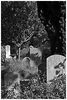 Headstones in the garden of Mission San Francisco de Asis. San Francisco, California, USA ( black and white)