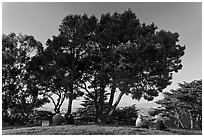 Buena Vista Park. San Francisco, California, USA (black and white)