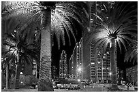 Palm trees and Embarcadero Center at night. San Francisco, California, USA (black and white)