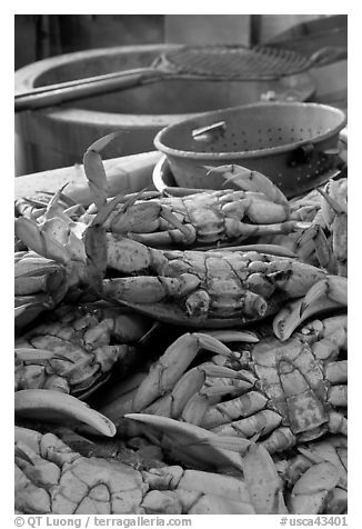 Close-up of crabs, Fishermans wharf. San Francisco, California, USA